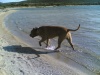 Cani in vacanza! 29042011