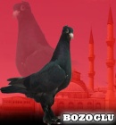 Bozoglu