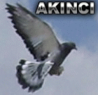 aknc