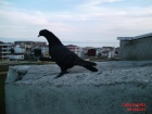 pigeon_29