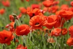 coquelicot