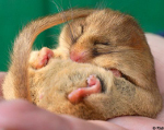 Dormouse