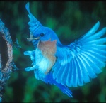 Bleu Bird