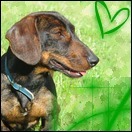 airedale10