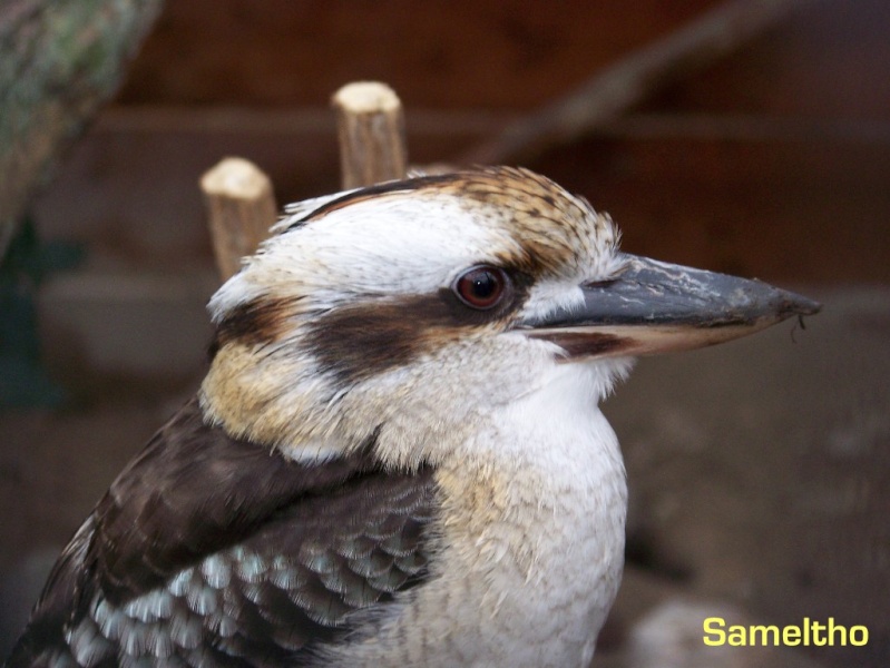 Kookaburra