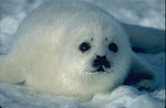 Sealpup