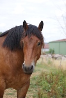 Draft Horse