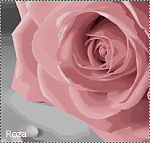beauty rose