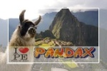 pandax