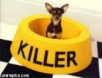 killerdog