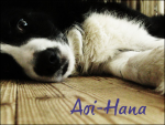 Aoi-Hana