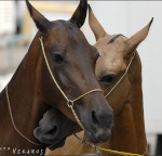 Akhal Teke