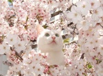 Cherryblossom