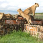 Les lions du parc