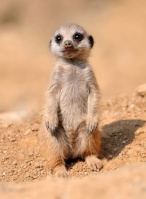 Suricate