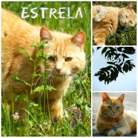 Estrela