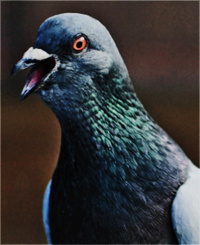 pigeon