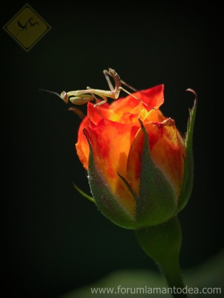 Stagmomantis limbata