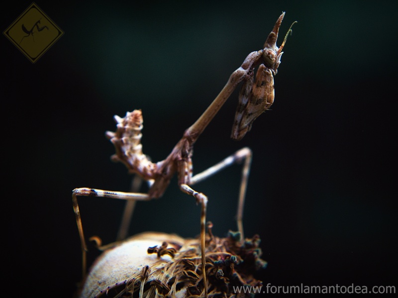 Empusa pennata