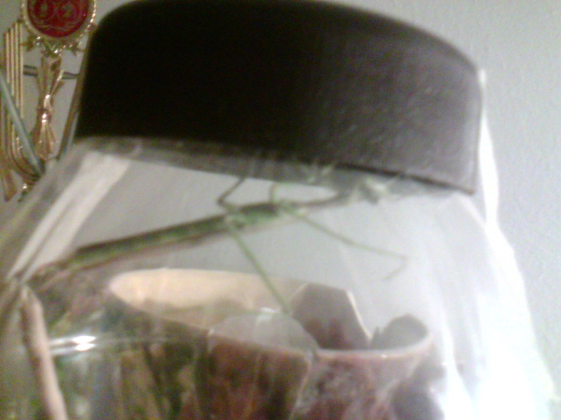 La casita de mi Mantis :)