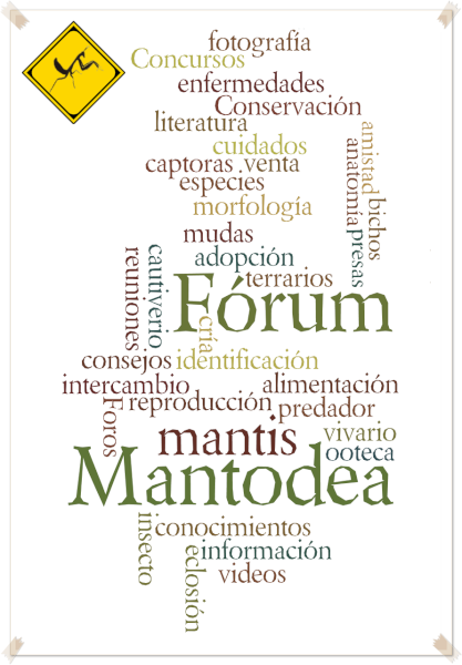 Póster Fórum LA Mantodea