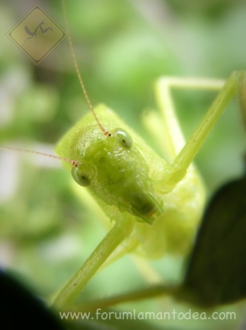 Tettigoniidae