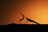 Mantodea Img_3710