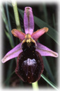 ophrys66