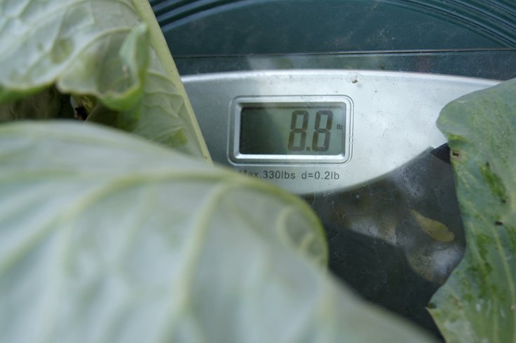 8.8 lbs cabbage