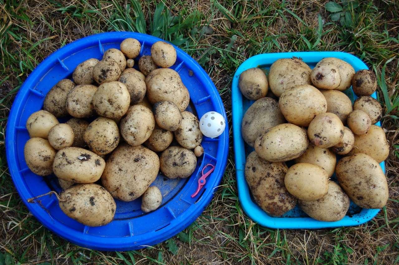 Potatoes in SFG Dsc_0610