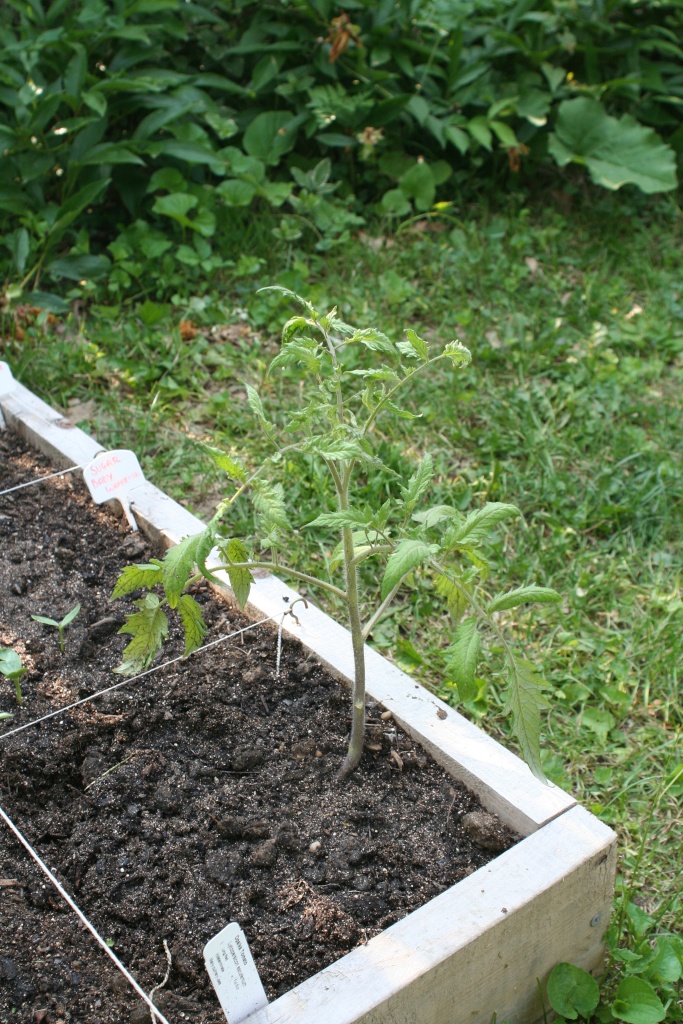 Tomato Tuesday Thread (N&C Midwest).. - Page 2 Img_5126