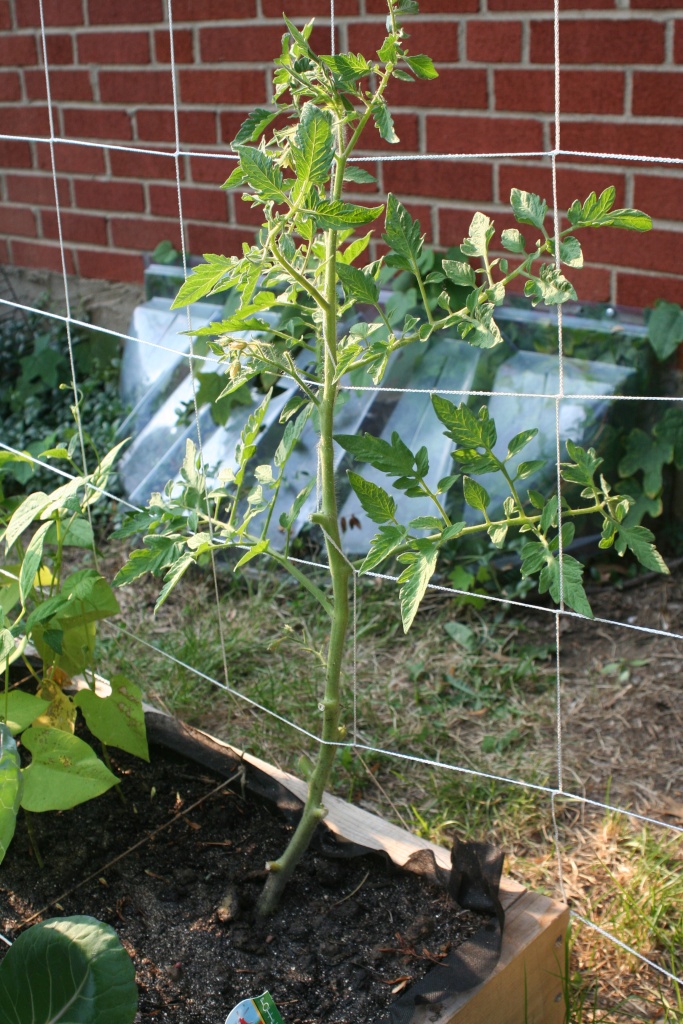 Tomato Tuesday Thread (N&C Midwest).. - Page 2 Img_5129