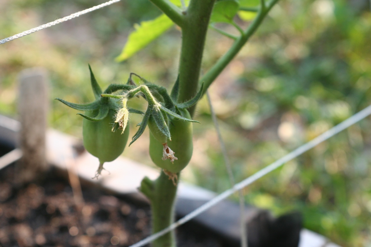 Tomato Tuesday Thread (N&C Midwest).. - Page 2 Img_5131