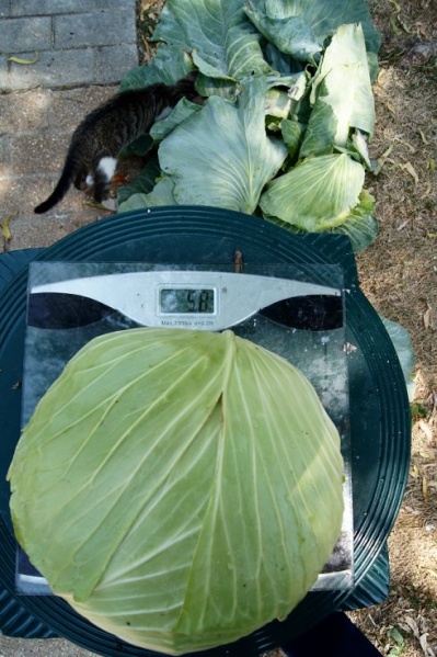 5.8 cabbage 7-7-12