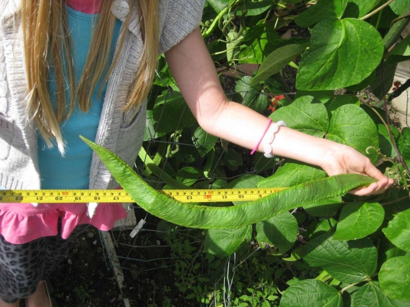 one of the smaller runner beans