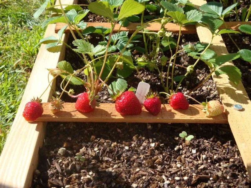 First strawberries