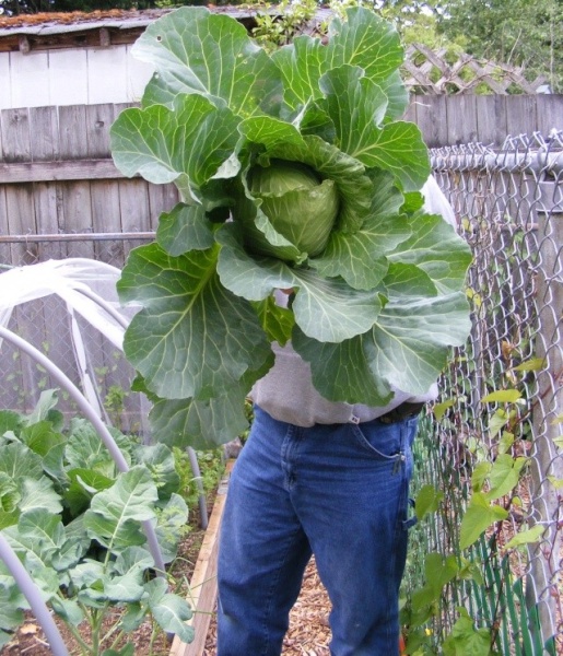 BIG STUFF cabbage