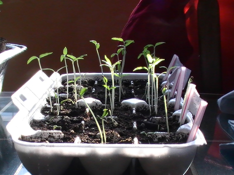 seedlings march 27 2011 3