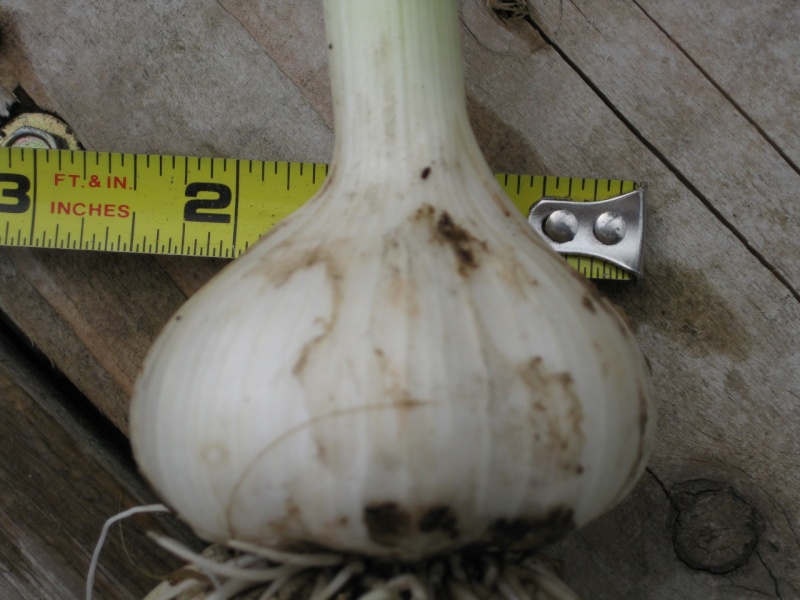 My tall est biggest Garlic - 002