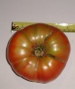 Brandywine tomato picked 08/13/2012

Weight:  1 lb. 5 oz.