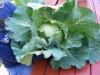 Cabbage #2
3 lbs 14oz
From: familygardening