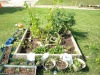 My green beans are turning a funny color but other wise lots of tomatoes and strawberries. Very fun!