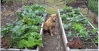 Garden on May 22,2010. Mel's mix is on the left side.