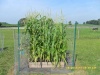Variety called Peaches and Cream sweet corn thriving well in a 4ft. by4ft box