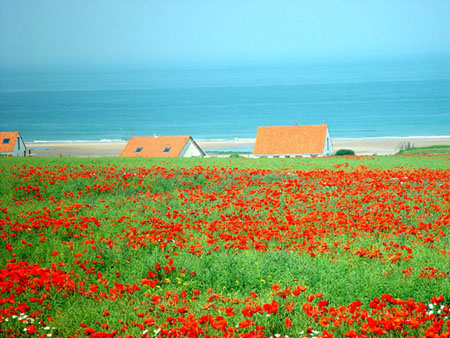 coquelicots