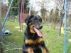 Eurbie mon beauceron bas rouge