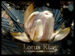 Lotus_King