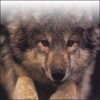 Animaux Loup3f10