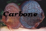 Carbone