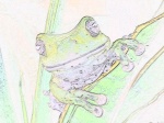 grenouille